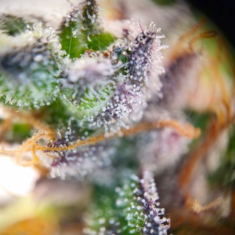 Northern Lights #1  growlog timeline photo