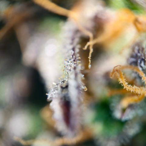 Northern Lights #1  growlog timeline photo