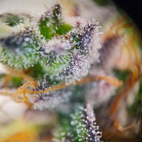 Northern Lights #1  growlog timeline photo