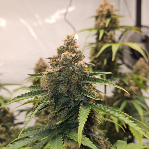 Northern Lights #2 growlog timeline photo