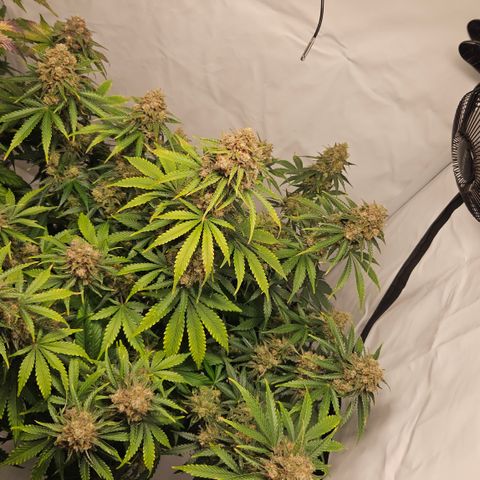 Northern Lights #2 growlog timeline photo