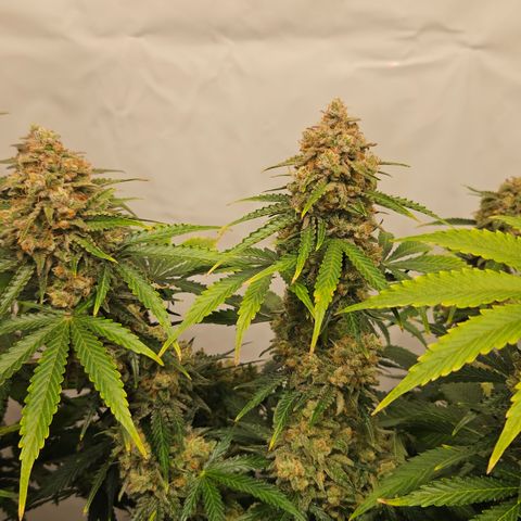 Northern Lights #2 growlog timeline photo