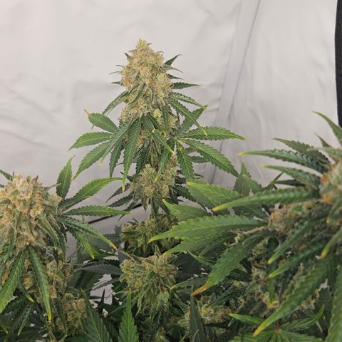 Northern Lights #2 growlog timeline photo