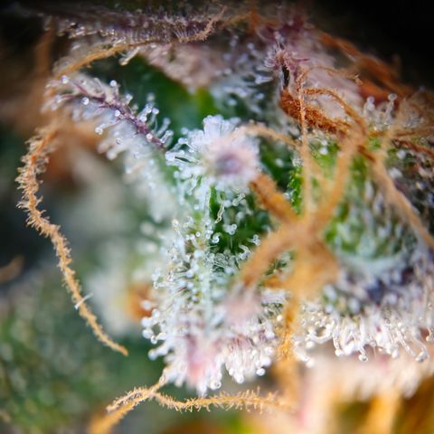 Northern Lights #2 growlog timeline photo