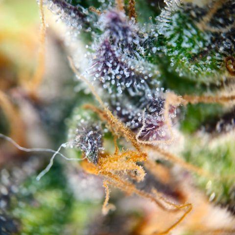 Northern Lights #1  growlog timeline photo