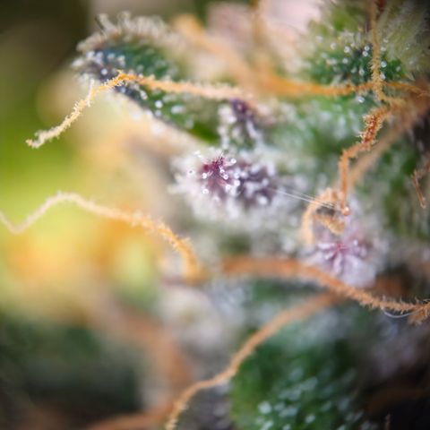 Northern Lights #1  growlog timeline photo