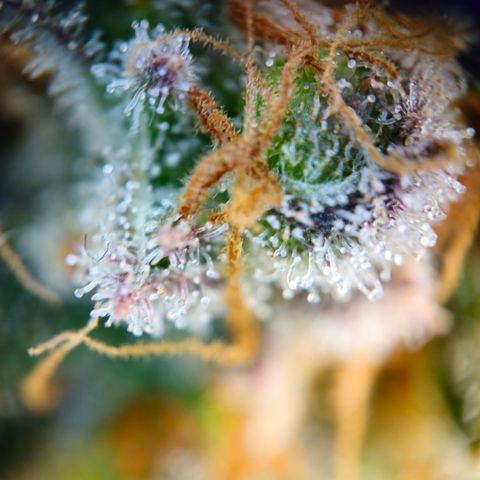 Northern Lights #2 growlog timeline photo