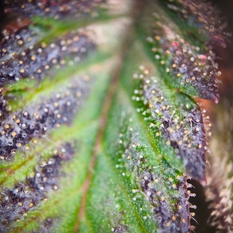 Northern Lights #1  growlog timeline photo