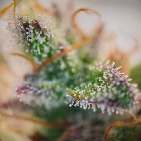 Northern Lights #2 growlog timeline photo