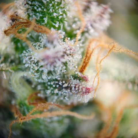 Northern Lights #2 growlog timeline photo