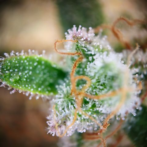 Northern Lights #2 growlog timeline photo
