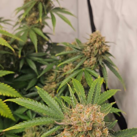 Northern Lights #2 growlog timeline photo