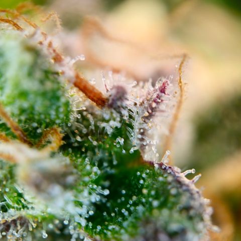 Northern Lights #2 growlog timeline photo