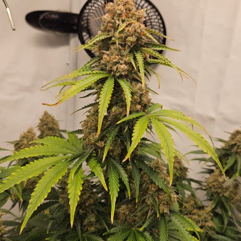 Northern Lights #2 growlog timeline photo