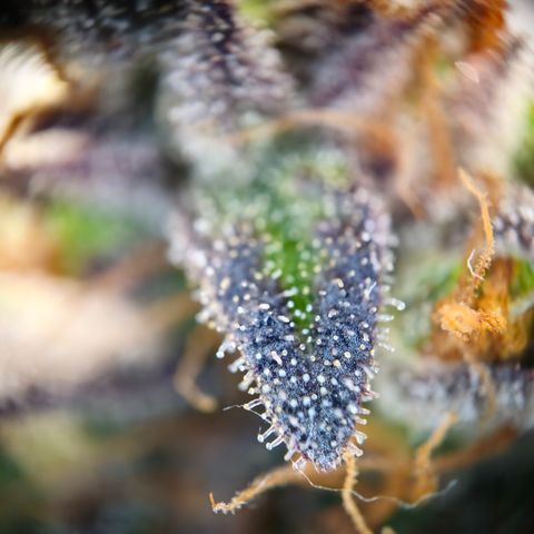 Northern Lights #1  growlog timeline photo