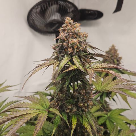 Northern Lights #1  growlog timeline photo
