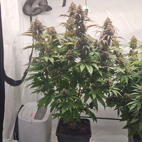 Northern Lights #1  growlog timeline photo