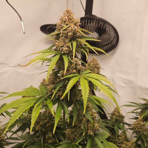 Northern Lights #2 growlog timeline photo