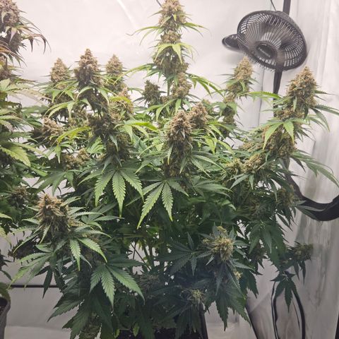 Northern Lights #2 growlog timeline photo