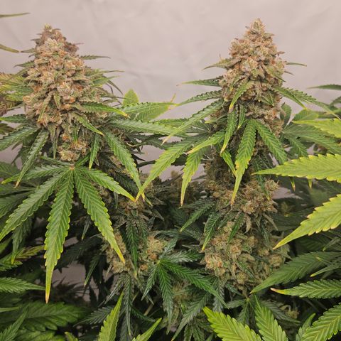 Northern Lights #2 growlog timeline photo