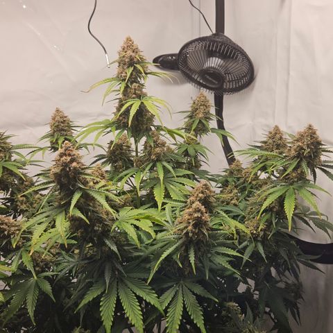 Northern Lights #2 growlog timeline photo