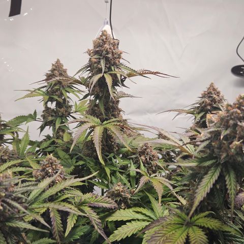 Northern Lights #1  growlog timeline photo