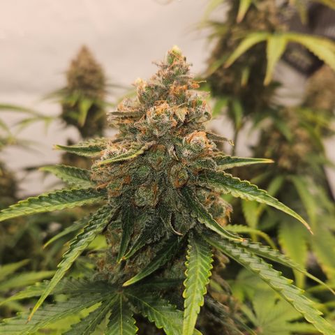 Northern Lights #2 growlog timeline photo