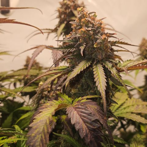 Northern Lights #1  growlog timeline photo