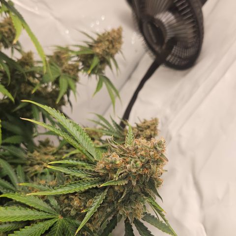 Northern Lights #2 growlog timeline photo