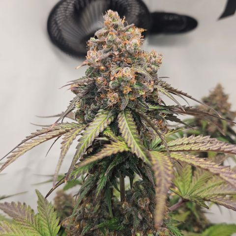 Northern Lights #1  growlog timeline photo