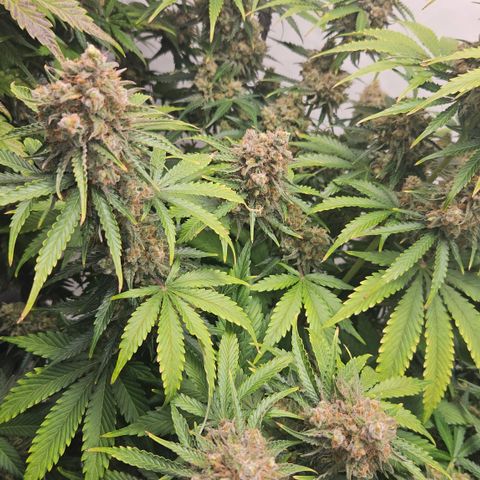 Northern Lights #2 growlog timeline photo