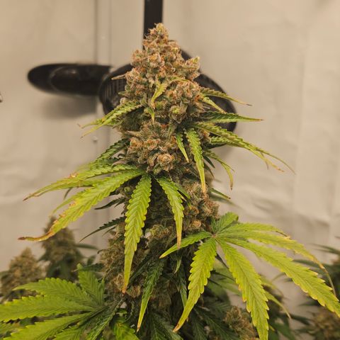 Northern Lights #2 growlog timeline photo