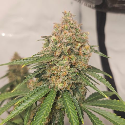 Northern Lights #2 growlog timeline photo