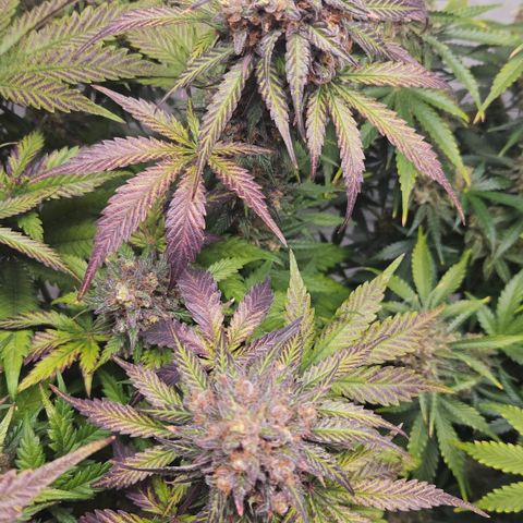 Northern Lights #1  growlog timeline photo