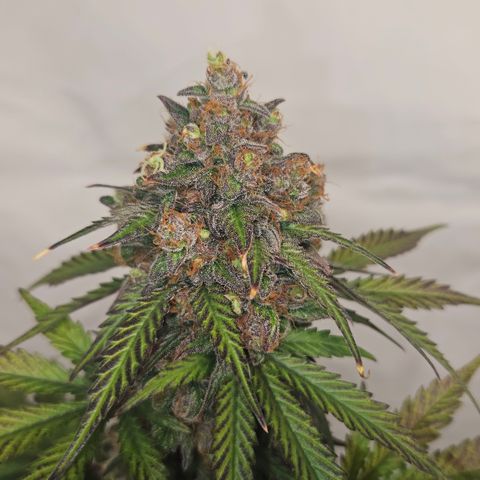 Northern Lights #1  growlog timeline photo