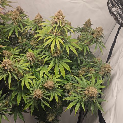 Northern Lights #2 growlog timeline photo
