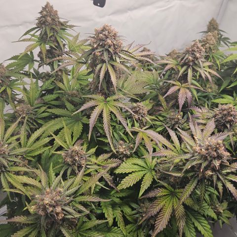 Northern Lights #1  growlog timeline photo
