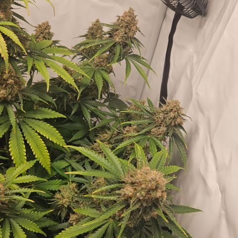 Northern Lights #2 growlog timeline photo