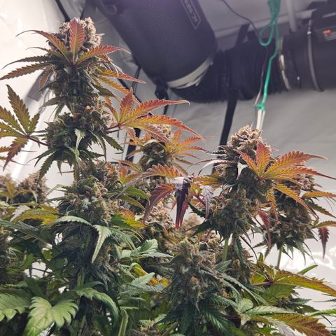 Northern Lights #1  growlog timeline photo
