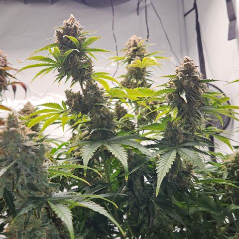 Northern Lights #2 growlog timeline photo