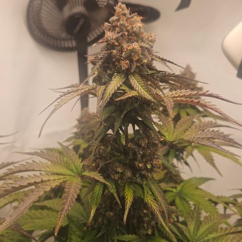 Northern Lights #1  growlog timeline photo