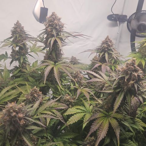 Northern Lights #1  growlog timeline photo