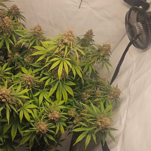 Northern Lights #2 growlog timeline photo