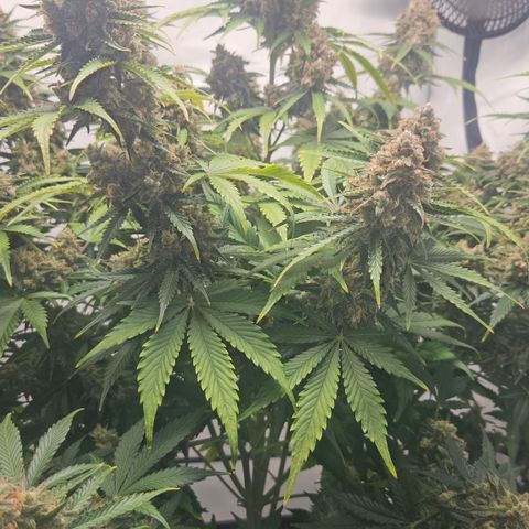 Northern Lights #2 growlog timeline photo