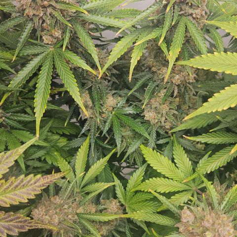 Northern Lights #2 growlog timeline photo