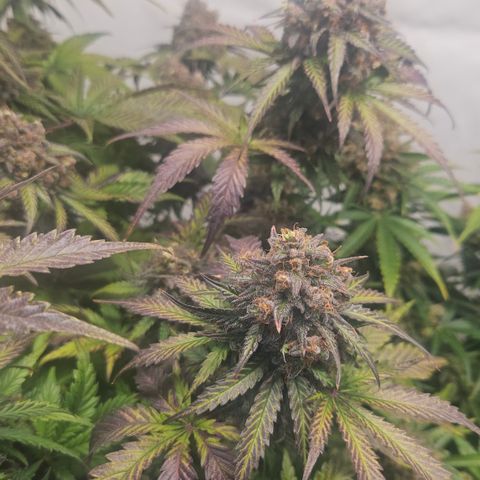Northern Lights #1  growlog timeline photo