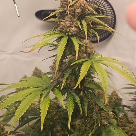 Northern Lights #2 growlog timeline photo