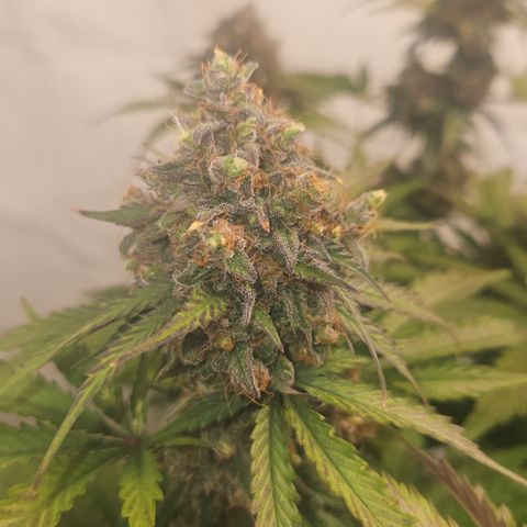 Northern Lights #1  growlog timeline photo
