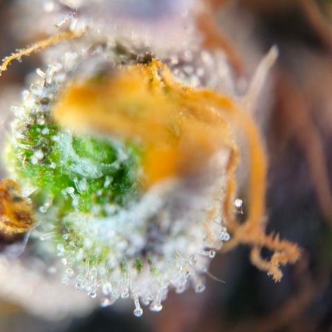 Northern Lights #1  growlog timeline photo