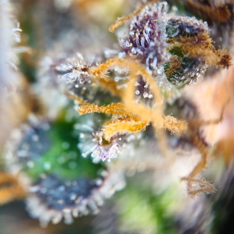 Northern Lights #1  growlog timeline photo